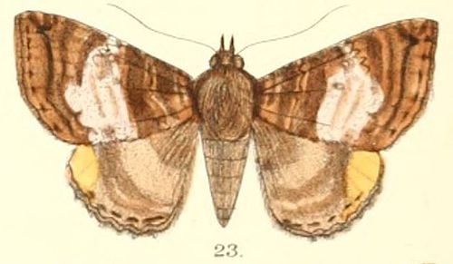 Daddala quadrisignata